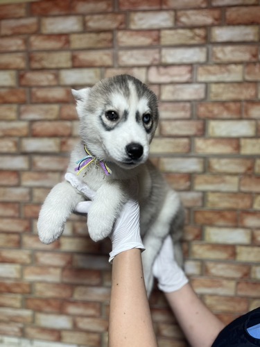 ハスキー 犬の販売・譲渡 1769 6月4日デビュー!6736