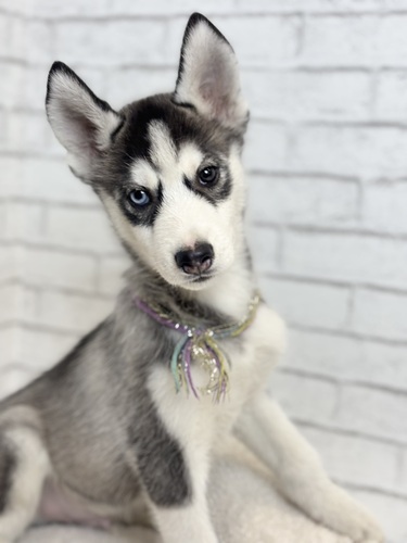 ハスキー 犬の販売・譲渡 1773 右目ブルーアイ1707