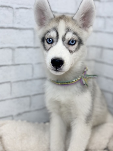 ハスキー 犬の販売・譲渡 1774 両目ブルーアイ2364