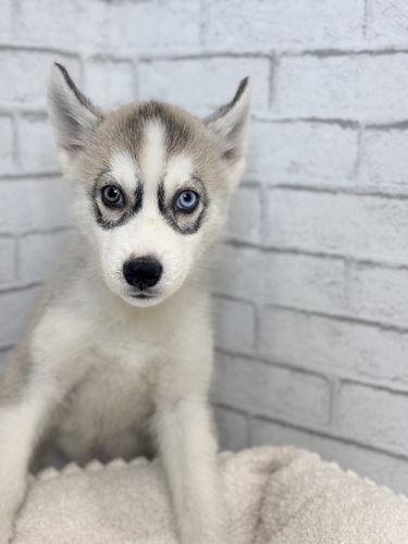 ハスキー 犬の販売・譲渡 1775 左目ブルーアイ1906