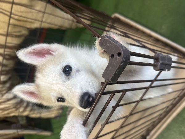 【dogoo限定価格!】♂/2025.4.3生 犬の販売 1777