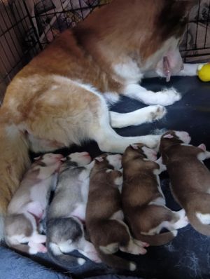 ハスキー 犬の販売・譲渡 1780 母乳でコロコロに成長中のハスキー赤ちゃんです😻