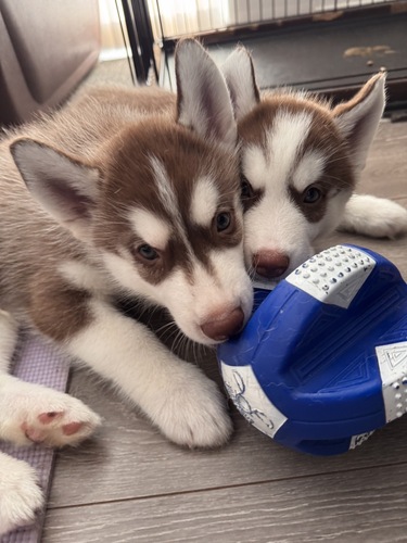 ふわふわ男子ハスキー(パイボールド) 犬の販売 1783
