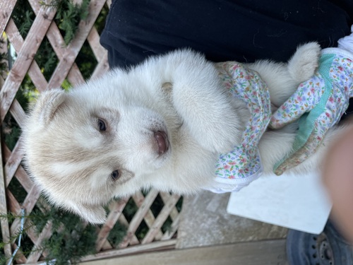 ハスキー 犬の販売・譲渡 1785 シベリアンハスキー男の子(赤白系)2頭