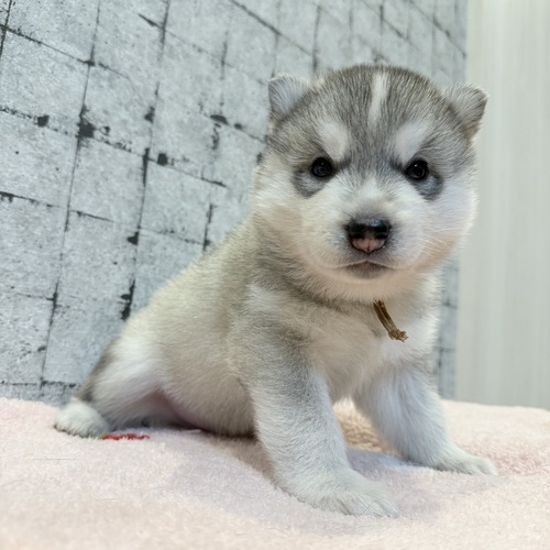 ハスキーのご家族様募集中です! 犬の販売 1790