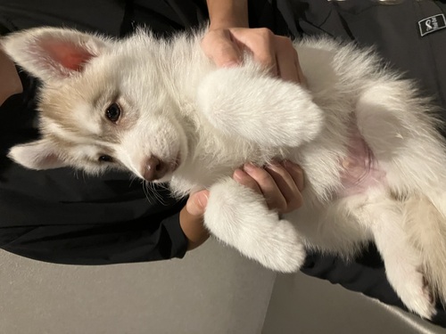 ハスキー 犬の販売・譲渡 1791 かわいいハスキーくん