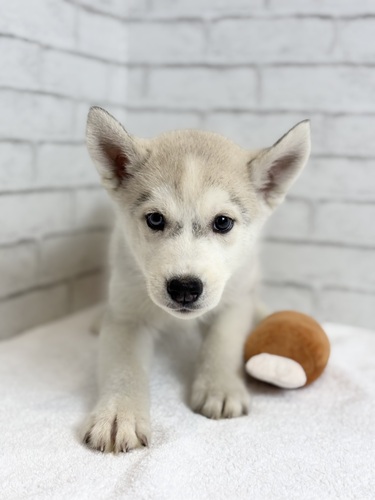 ハスキー 犬の販売・譲渡 1792 スピリットブルーアイ4734