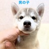 nXL[ q T ʂ̑肵... 1796