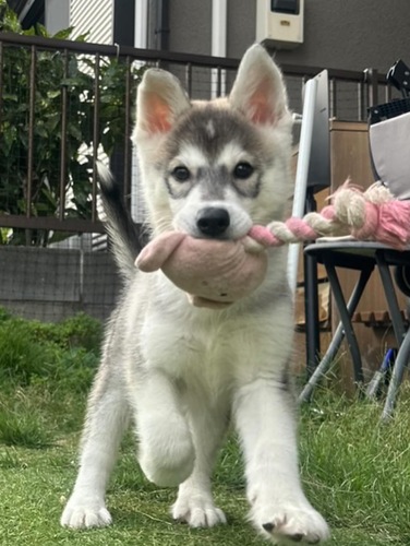 ハスキー 犬の販売・譲渡 1804 シベリアンハスキーの男の子