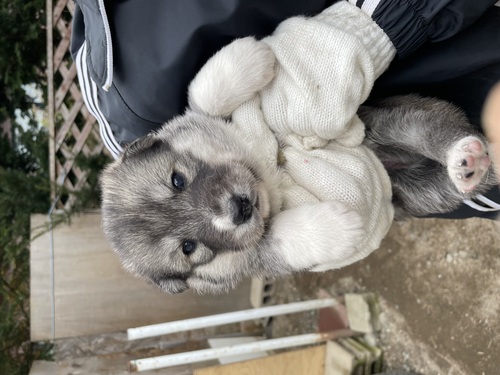 ハスキー 犬の販売・譲渡 1808 シェパードハスキー(ガーベリアンシェプスキー)