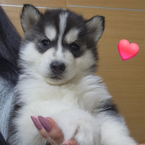 }~[g!A肨̓L[g ̔̔ 1814