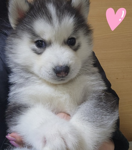 }~[g!A肨̓L[g ̔̔ 1816