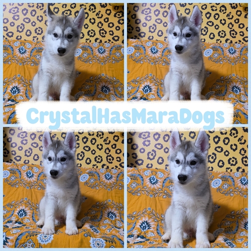 �n�X�L�[ ���̔̔��E���n 1817 �A�������̂�������傫�Ȓj�̎q