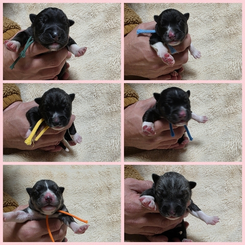 �n�X�L�[ ���̔̔��E���n 1818 �A�������̃��A�J���[�̃n�X�L�[�ł��B