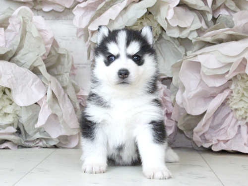 �n�X�L�[ ���̔̔��E���n 1820 �n�X�L�[��匢�ɂ̌���������