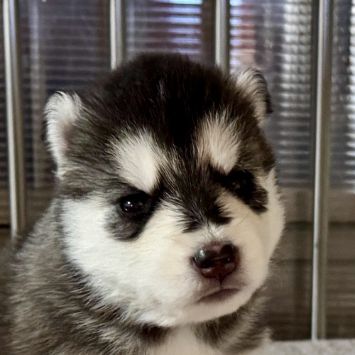 �n�X�L�[ ���̔̔��E���n 1822 �V�x���A���n�X�L�[��匢��