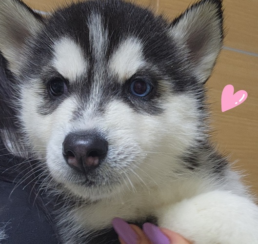 ��΂̗l�ɔ��������o�C�A�C&����ŊÂ���V ���̔̔� 1823