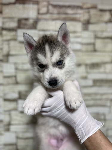 �n�X�L�[ ���̔̔��E���n 1824 ��JKC�`�����s�I��0628