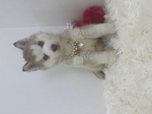 �n�X�L�[ ���̔̔��E���n 1825 �n�X�L�[ �u���[�A�C ���b�h���z���C�g ���̎q