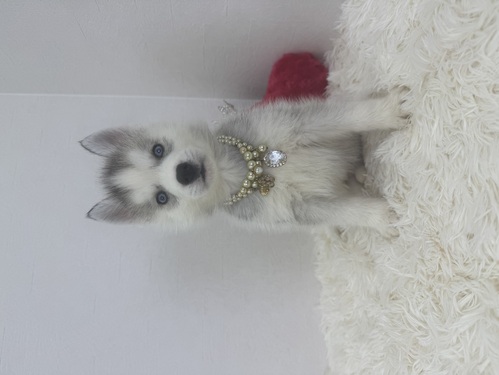 �n�X�L�[ ���̔̔��E���n 1826 �n�X�L�[ �u���[�A�C �V���o�[���z���C�g ���̎q