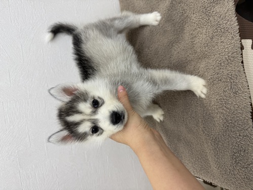 �n�X�L�[ ���̔̔��E���n 1827 �n�X�L�[ �V���o�[���z���C�g 