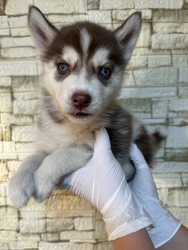 �n�X�L�[ ���̔̔��E���n 1831 �`���R&�z���C�g2717