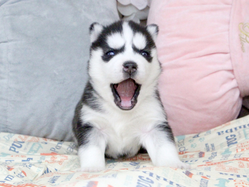 �n�X�L�[ ���̔̔��E���n 1832 �n�X�L�[��匢�ɂ̌���������