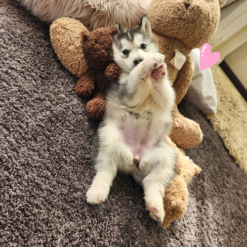 �}���~���[�g��!��������A�����Ƃ肨��̓L���[�g ���̔̔� 1836