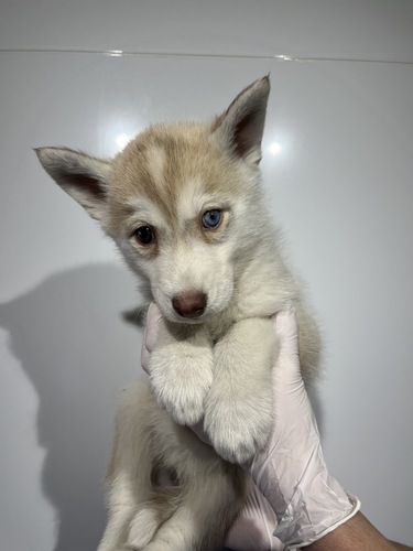 ハスキー 犬の販売・譲渡 1838 レッド&ホワイト0956