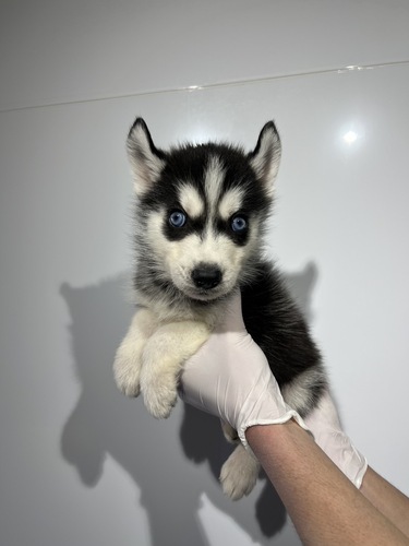 �n�X�L�[ ���̔̔��E���n 1839 �u���b�N&�z���C�g0236