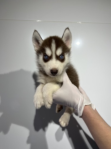 ハスキー 犬の販売・譲渡 1840 チョコ&ホワイト9587