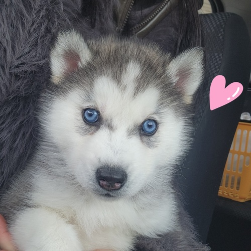 ��΂̗l�ɔ������u���[�A�C���z�������n�[�g; ���̔̔� 1843