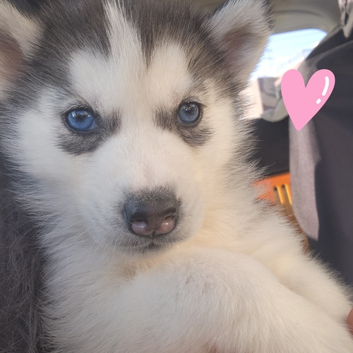 ハスキー 犬の販売・譲渡 1844 宝石の様に美しい瞳ブルーアイ*とても甘えん坊