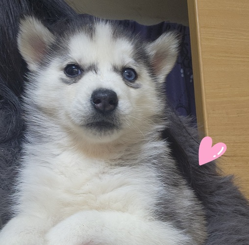 ハスキー 犬の販売・譲渡 1845 宝石の様に美しい瞳オッドアイ&甘えん坊