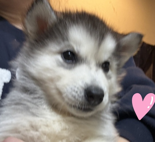 ハスキー 犬の販売・譲渡 1851 とっても可愛い女の子、優しく穏やかです。