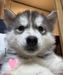 ハスキー 子犬 探す とっても可愛い女の子... 1853