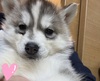 ハスキー 子犬 探す とっても可愛い女の子... 1854