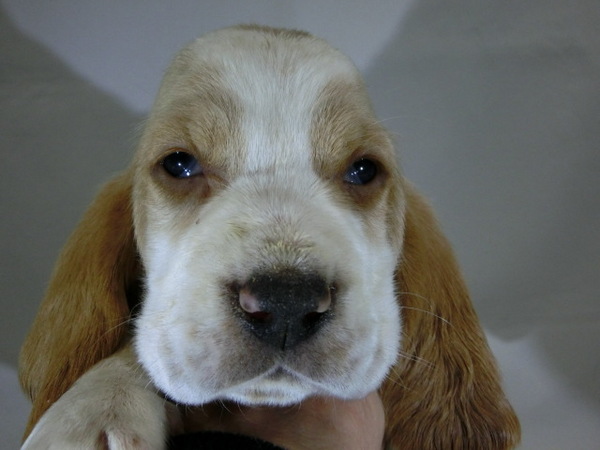 とってもかわいく元気で健康な赤ちゃんが生まれました 犬の販売 834