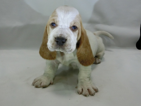 とってもかわいく元気で健康な赤ちゃんが生まれました 犬の販売 840