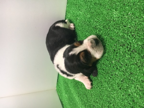 終了致しました。 犬の販売 859
