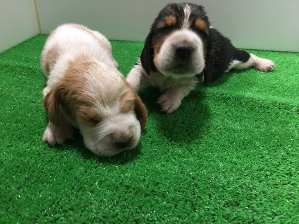 終了致しました。 犬の販売 866