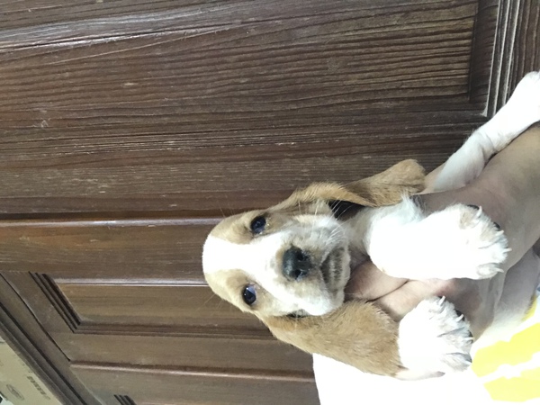 元気いっぱいタルタルワンコ 犬の販売 872