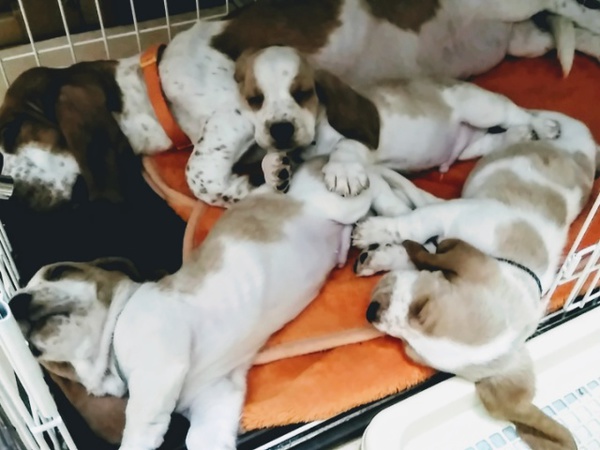 終了しました。 犬の販売 886