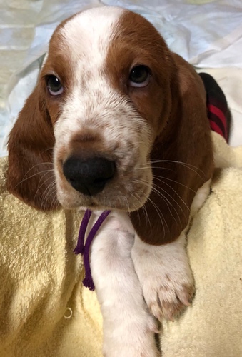 素敵なご家族が決まりました 犬の販売 901