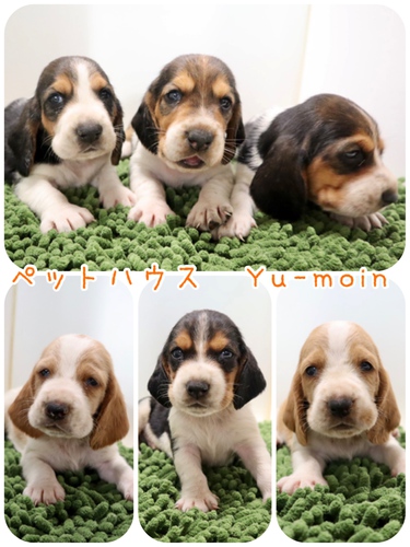 ご家族様が決まりました♪ 犬の販売 919