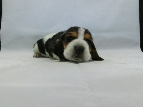 とっても可愛く元気で健康な赤ちゃんが生まれました! 犬の販売 920