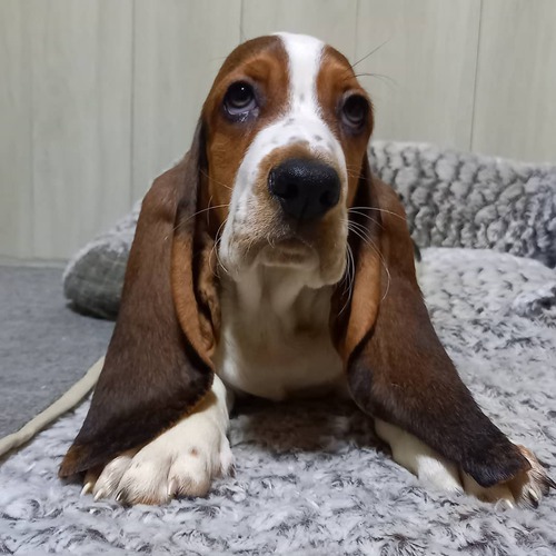 たるたるたぷたぷ美しく華やかな子犬達です♪ 犬の販売 922
