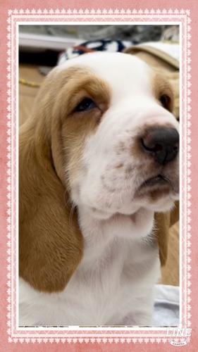 レモンカラーBOYご家族募集中です。 犬の販売 927
