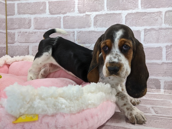 おっとりな女の子です 犬の販売 928