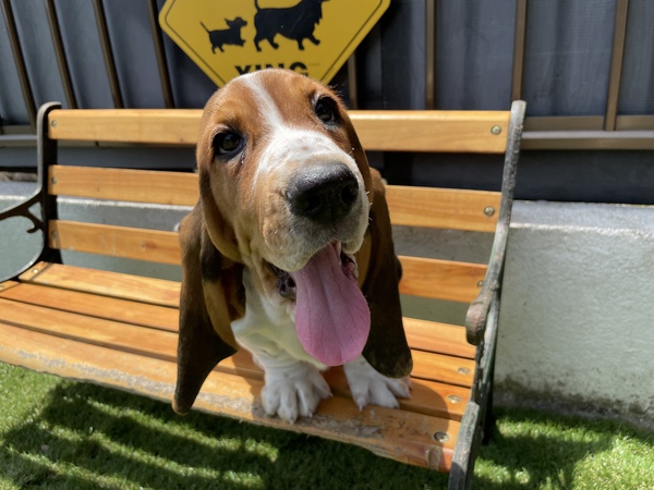 ご家族としてお迎えいただけるパートナーを募集中 犬の販売 932